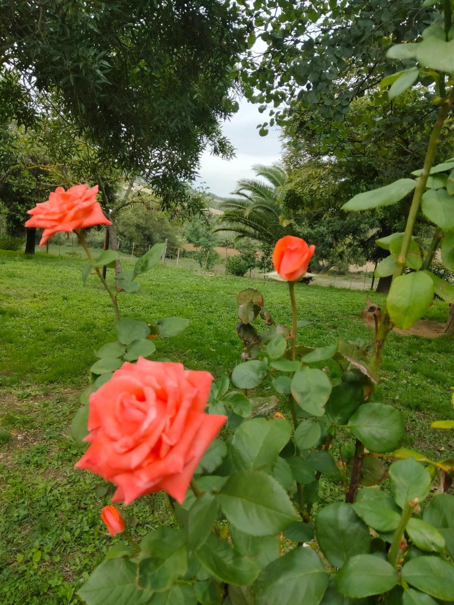 Agriturismo Da Remo Magliano in Toscana Kültér fotó