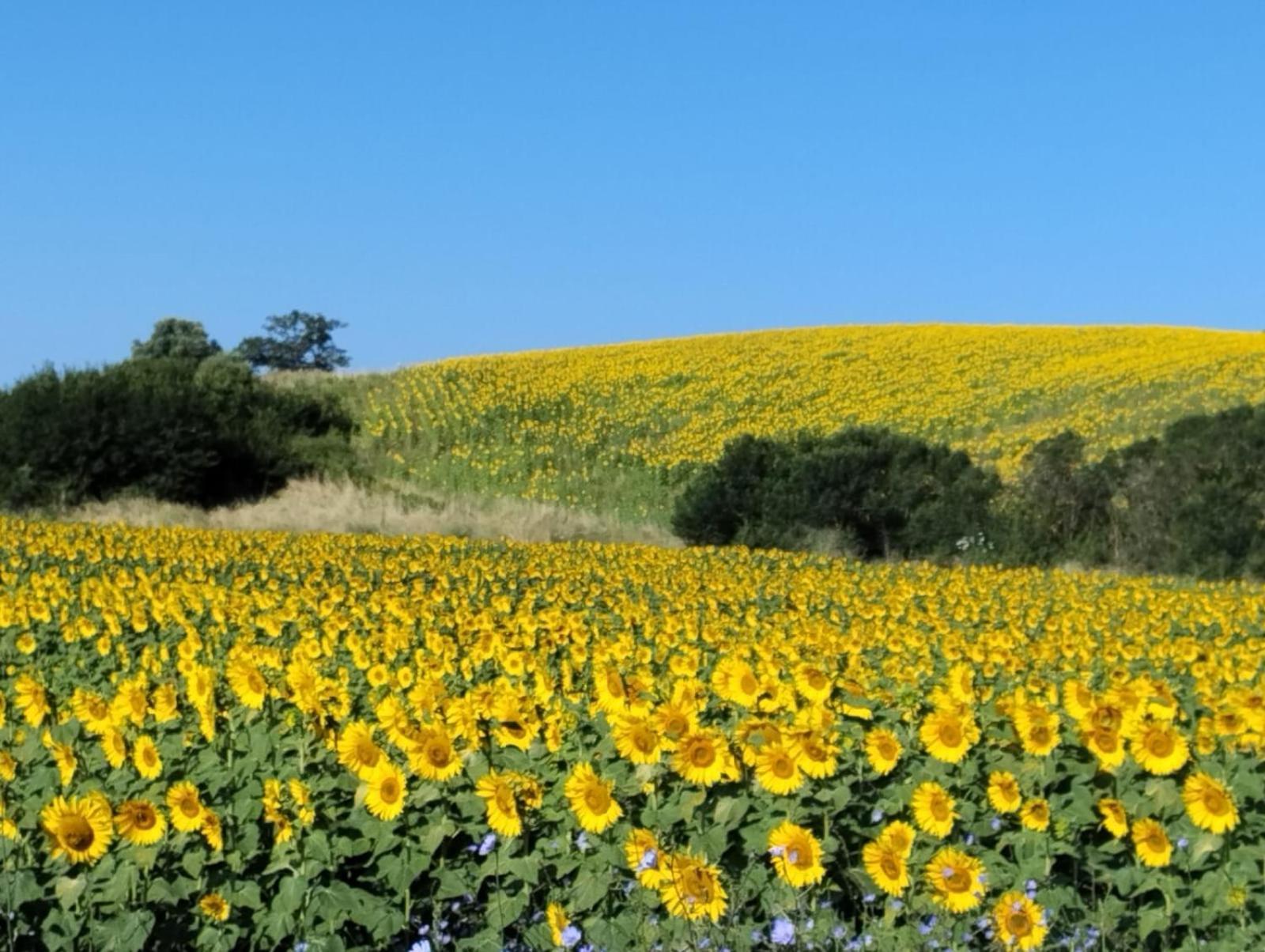 Agriturismo Da Remo Magliano in Toscana Kültér fotó