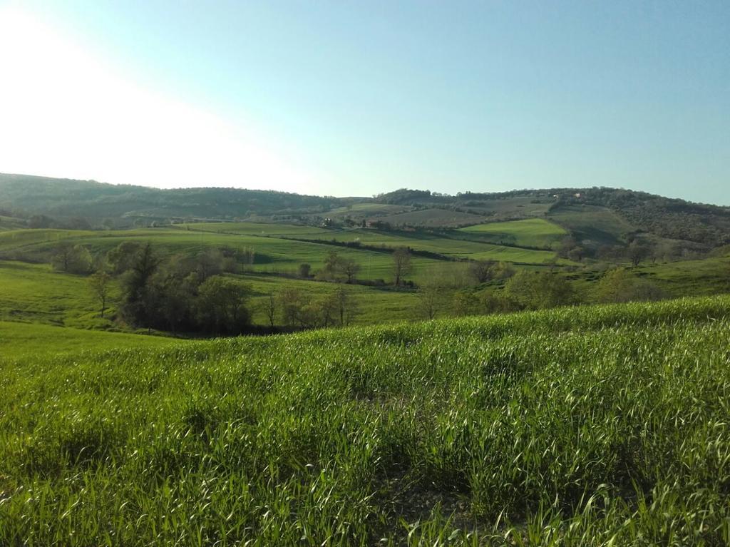 Agriturismo Da Remo Magliano in Toscana Kültér fotó